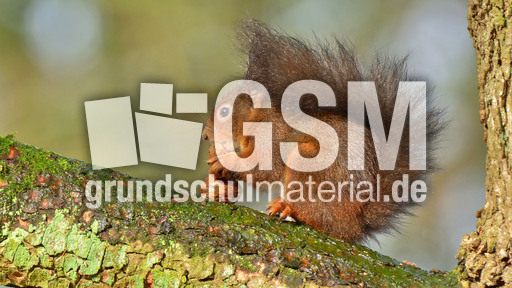 Eichhörnchen (33).jpg